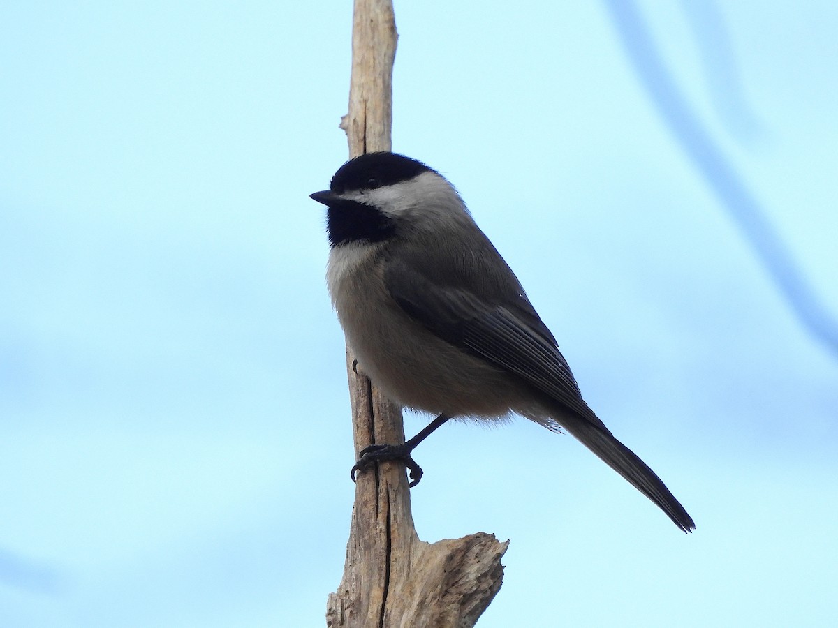 Carolina Chickadee - ML645222872