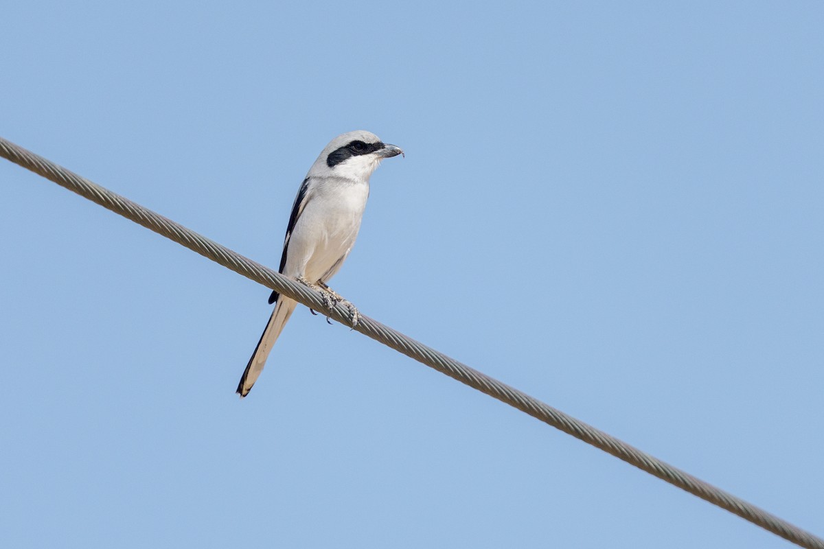 Great Gray Shrike (Arabian) - ML645222875