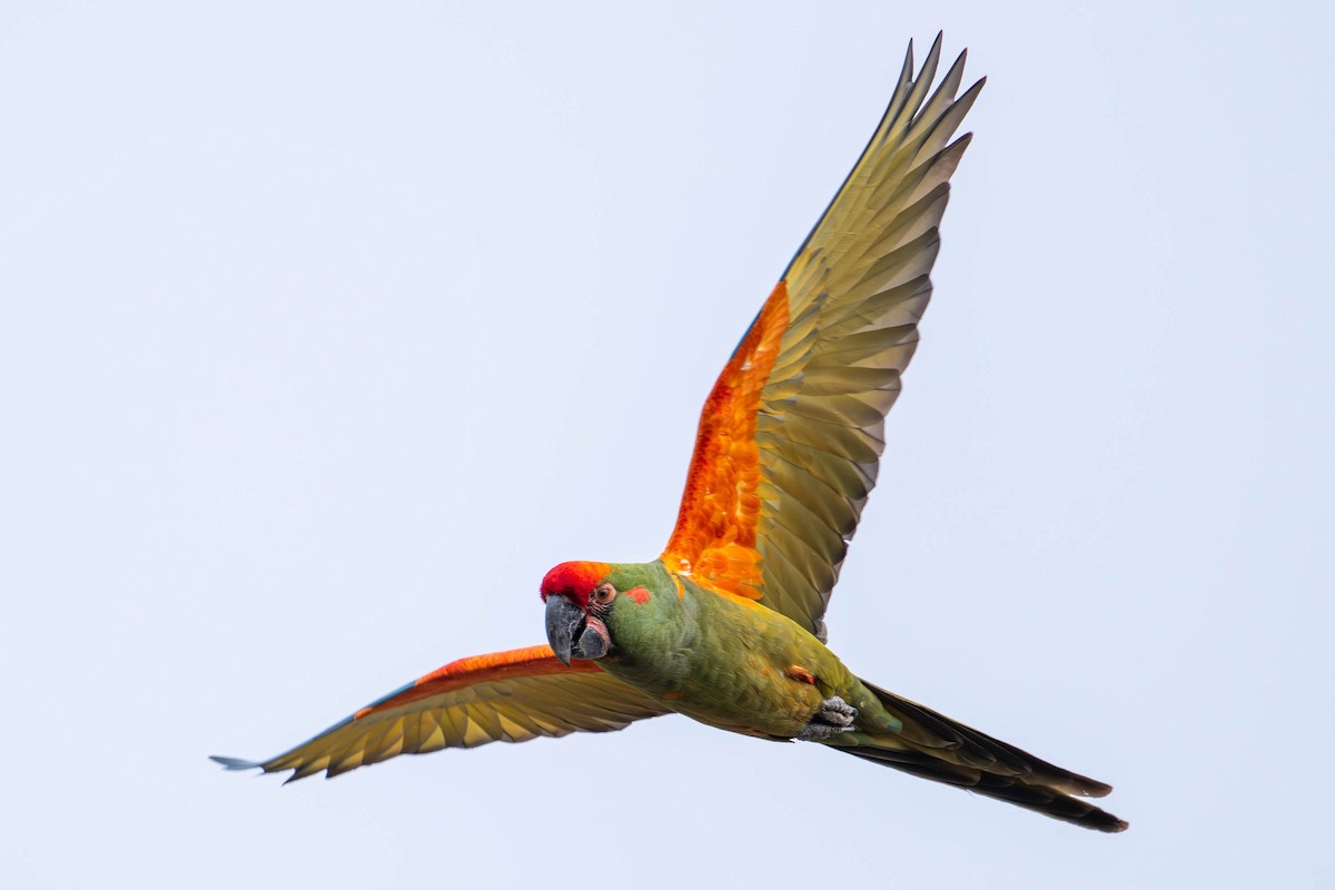 Red-fronted Macaw - ML645222877