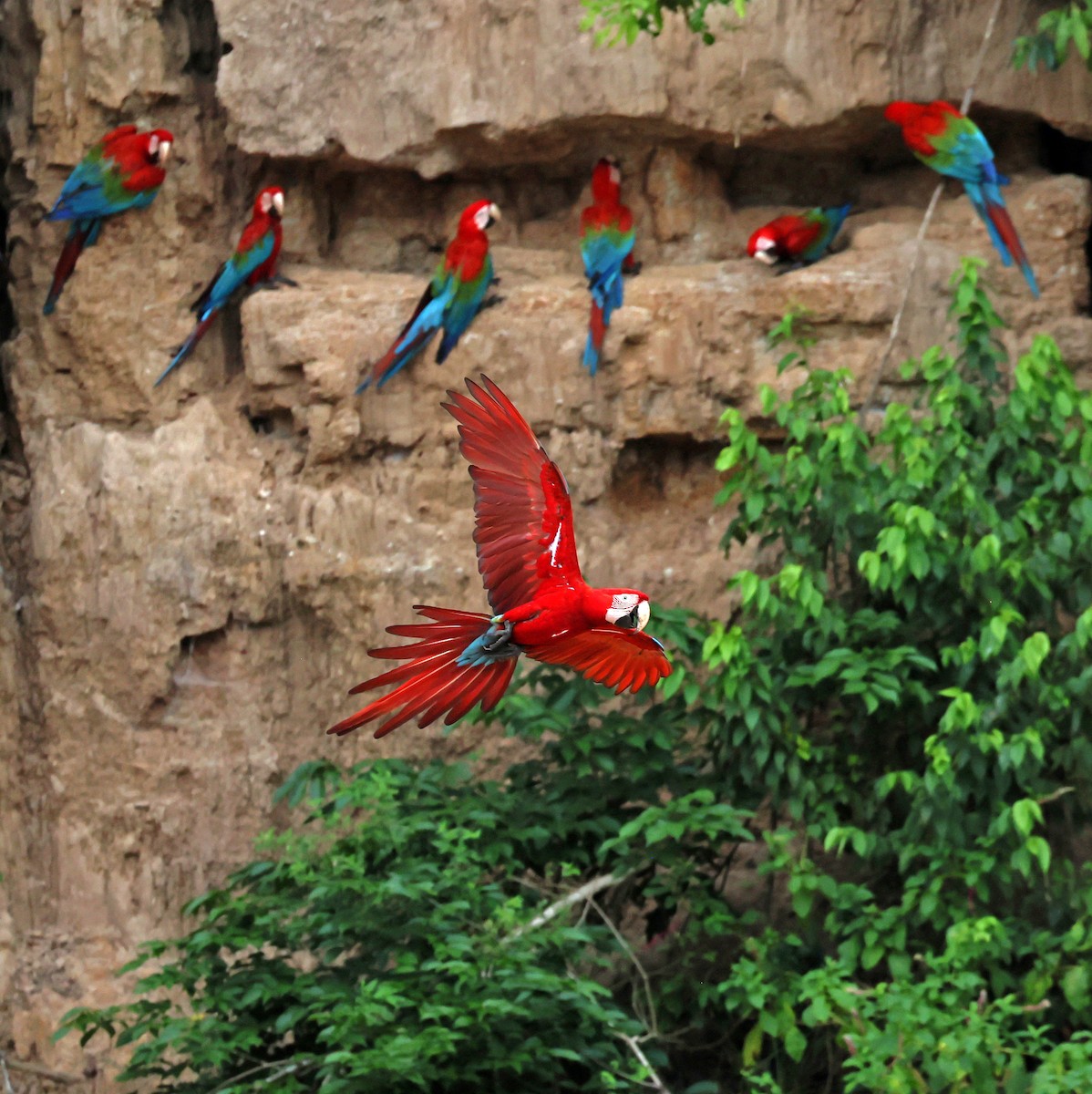 Red-and-green Macaw - ML645222878
