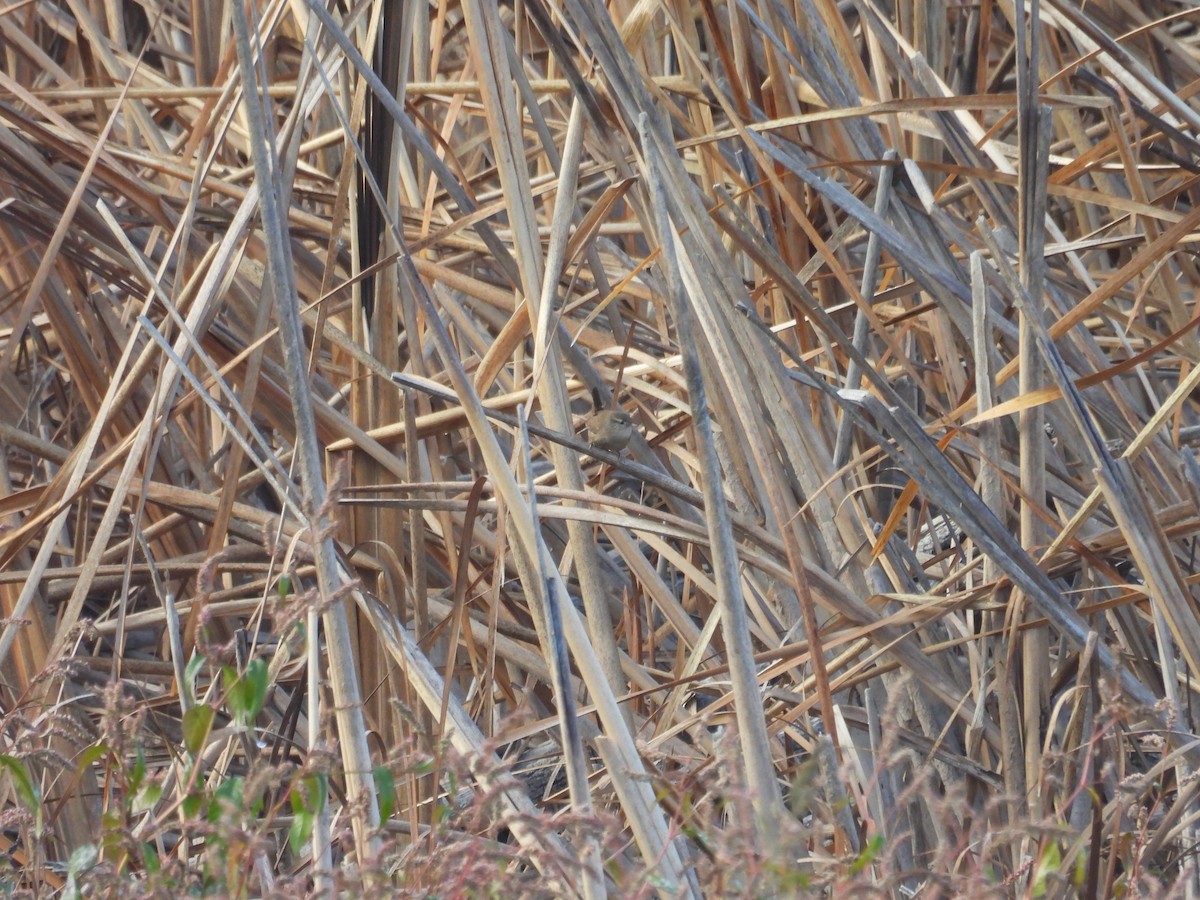 Eurasian Wren - ML645222879