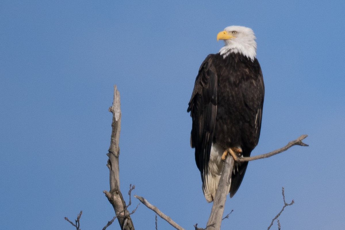 Bald Eagle - ML645222880