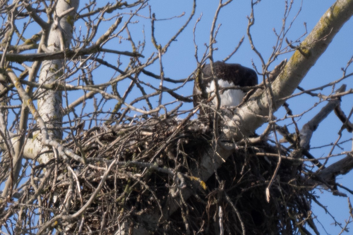 Bald Eagle - ML645222881