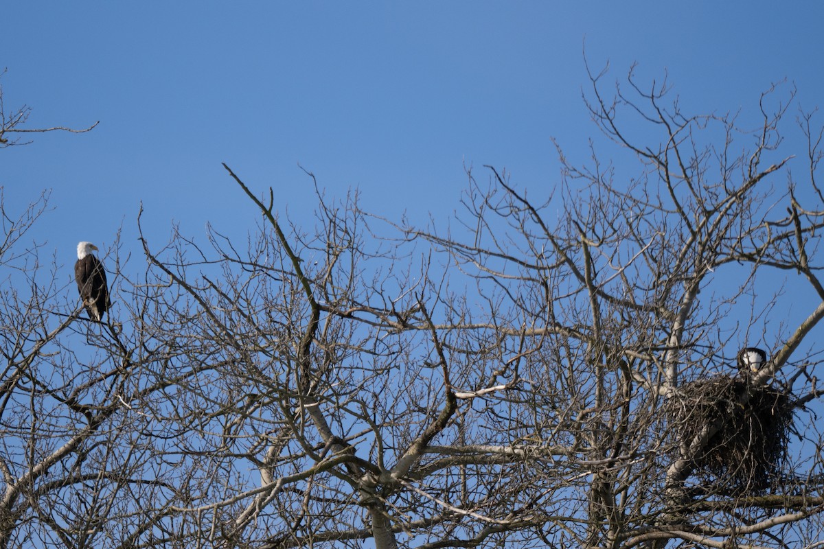 Bald Eagle - ML645222882