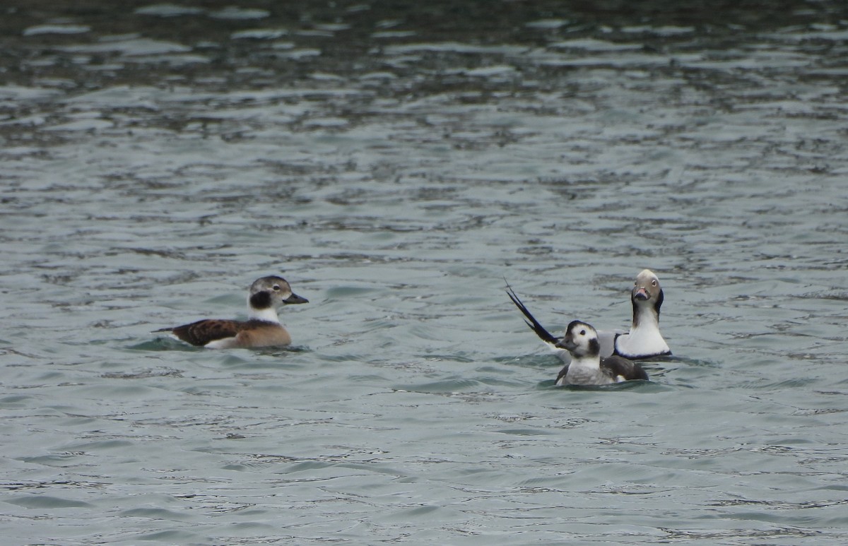 Long-tailed Duck - ML645222883