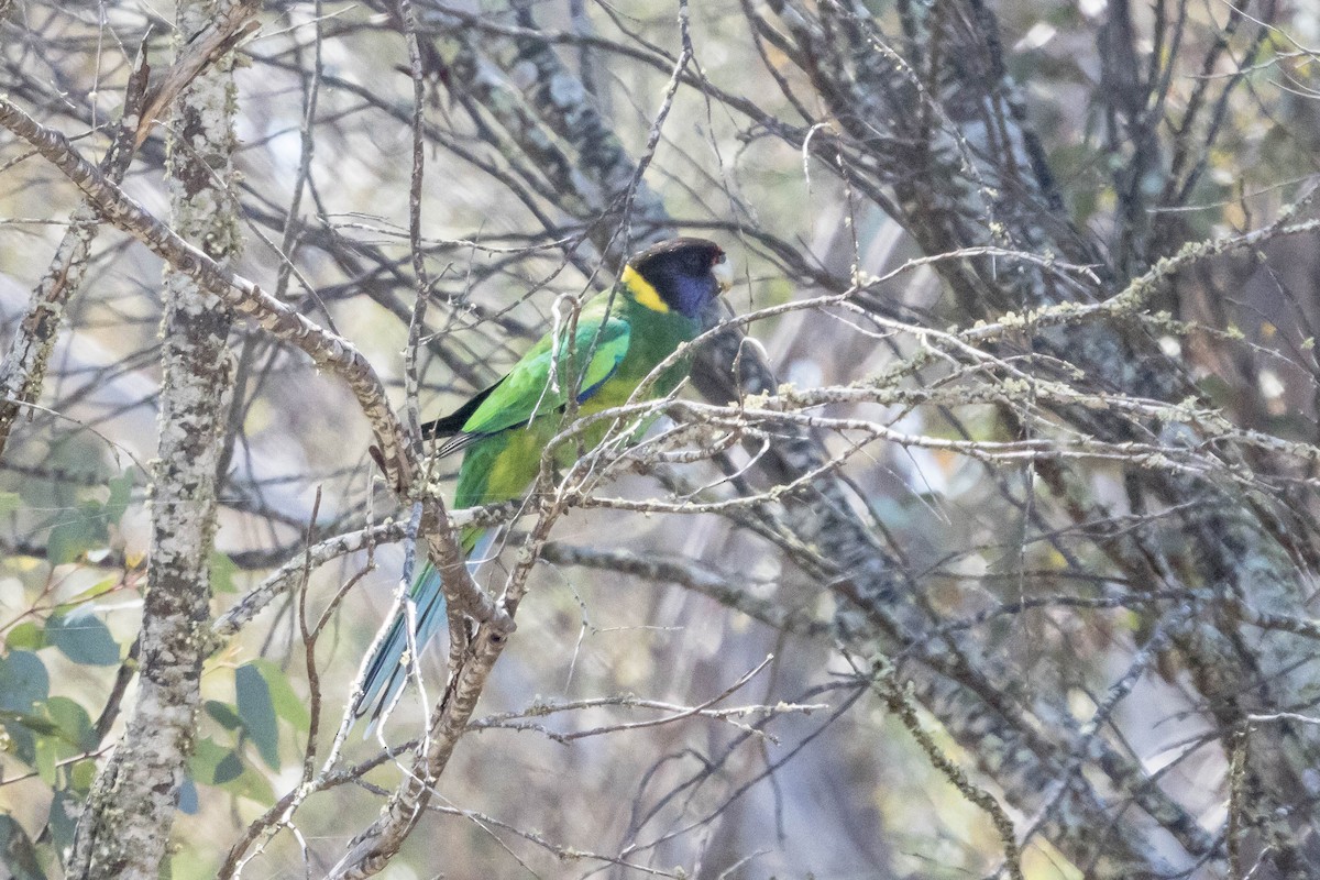 Australian Ringneck - ML645222884