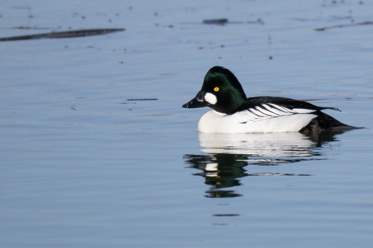 Common Goldeneye - ML645222885