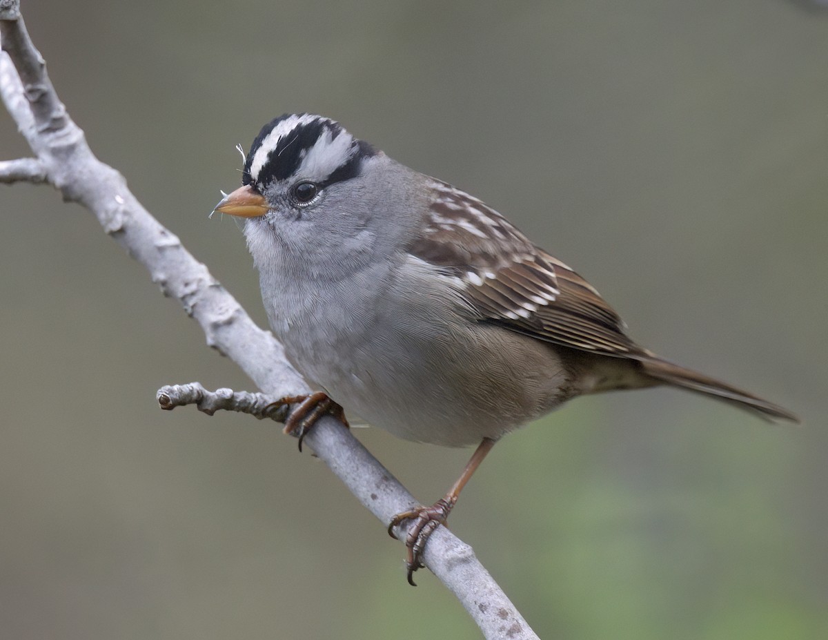 White-crowned Sparrow - ML645222886