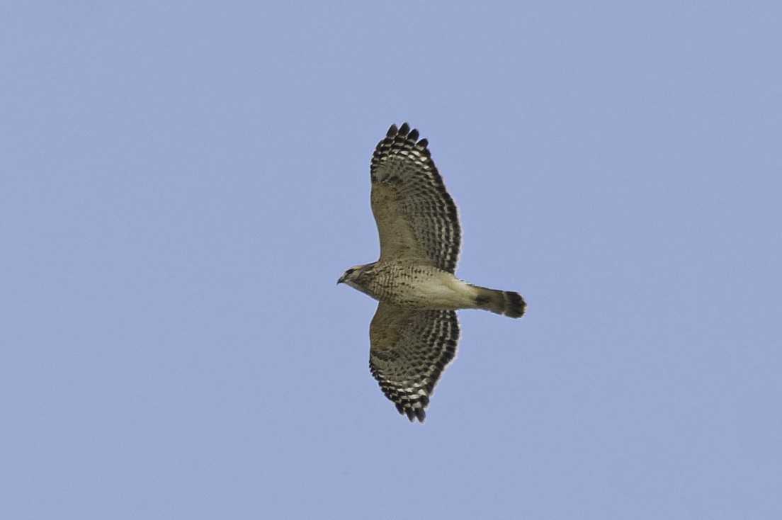 Red-shouldered Hawk - ML645222887