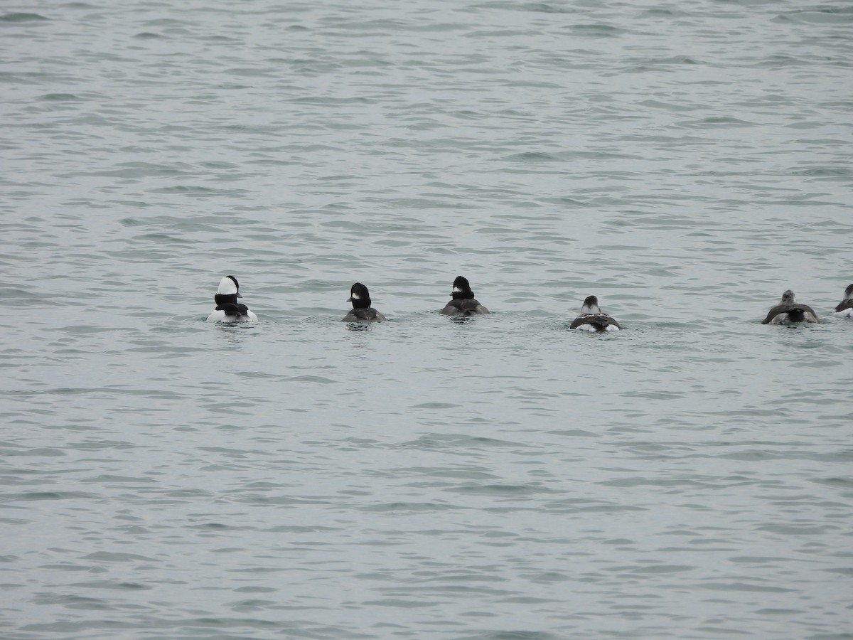 Bufflehead - ML645222890