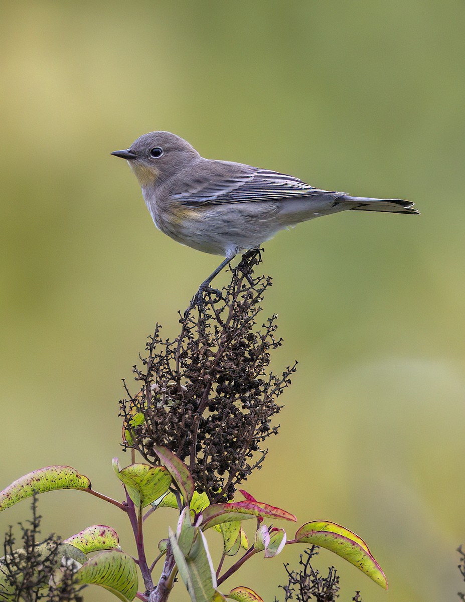 Yellow-rumped Warbler - ML645222892