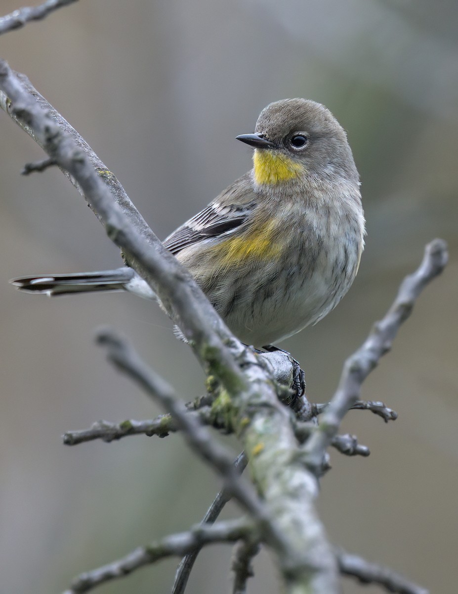 Yellow-rumped Warbler - ML645222893