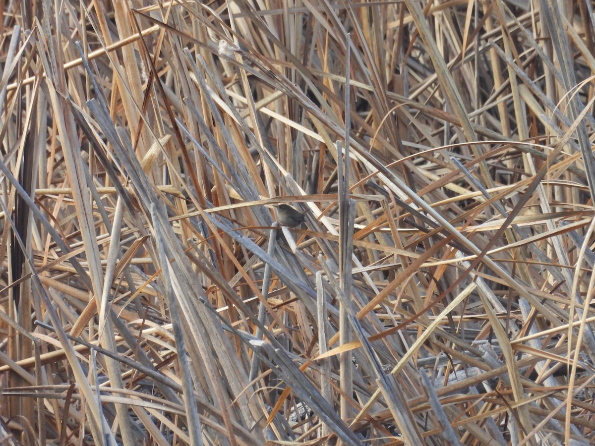 Eurasian Wren - ML645222894