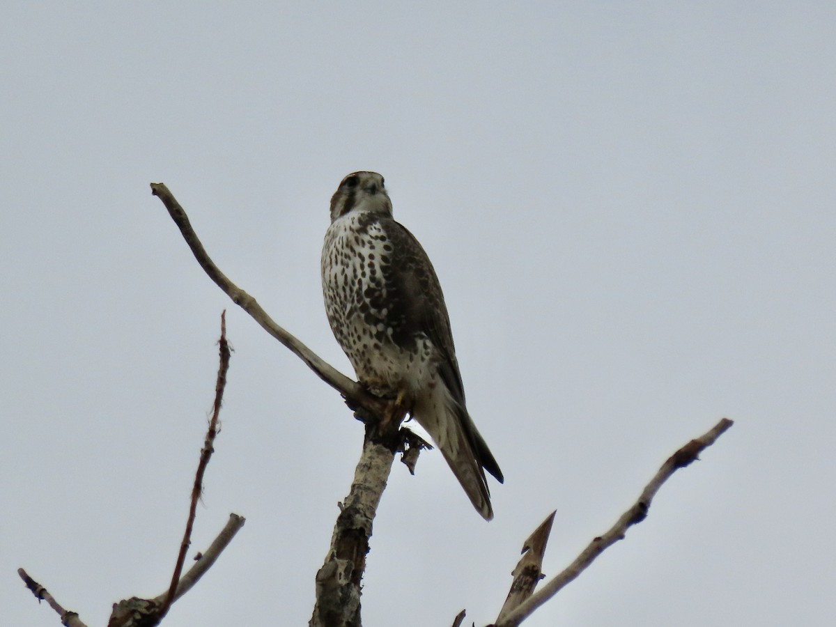 Prairie Falcon - ML645222903