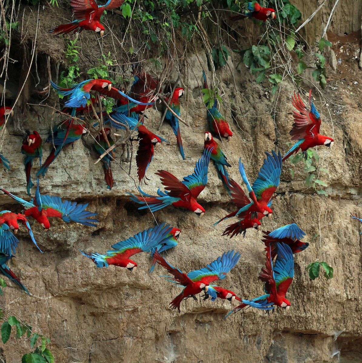 Red-and-green Macaw - ML645222907