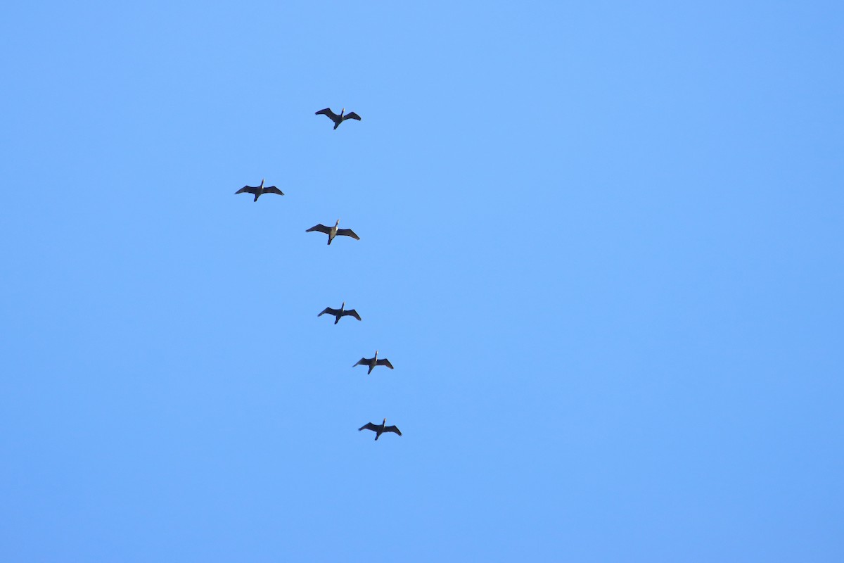 kormorán velký - ML645222911