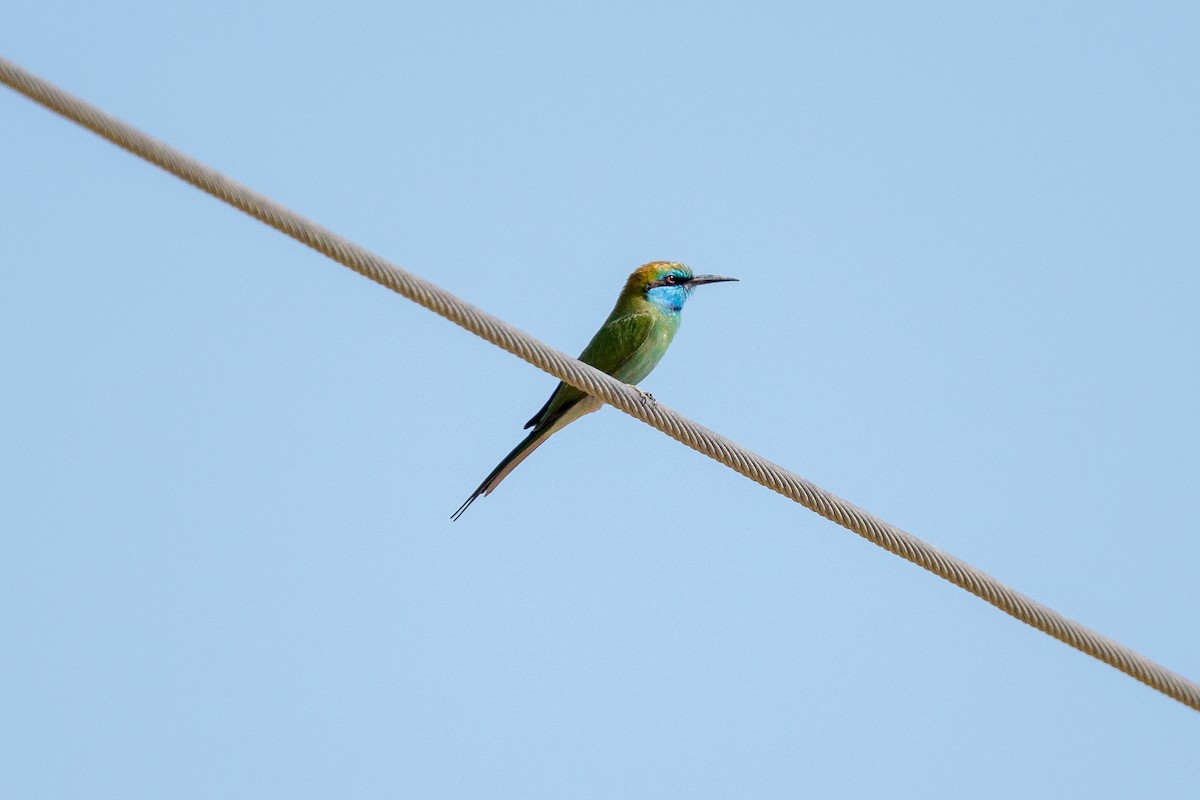 Arabian Green Bee-eater - ML645222917