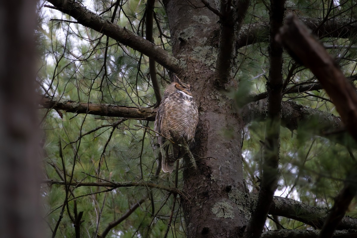 Great Horned Owl - ML645222918