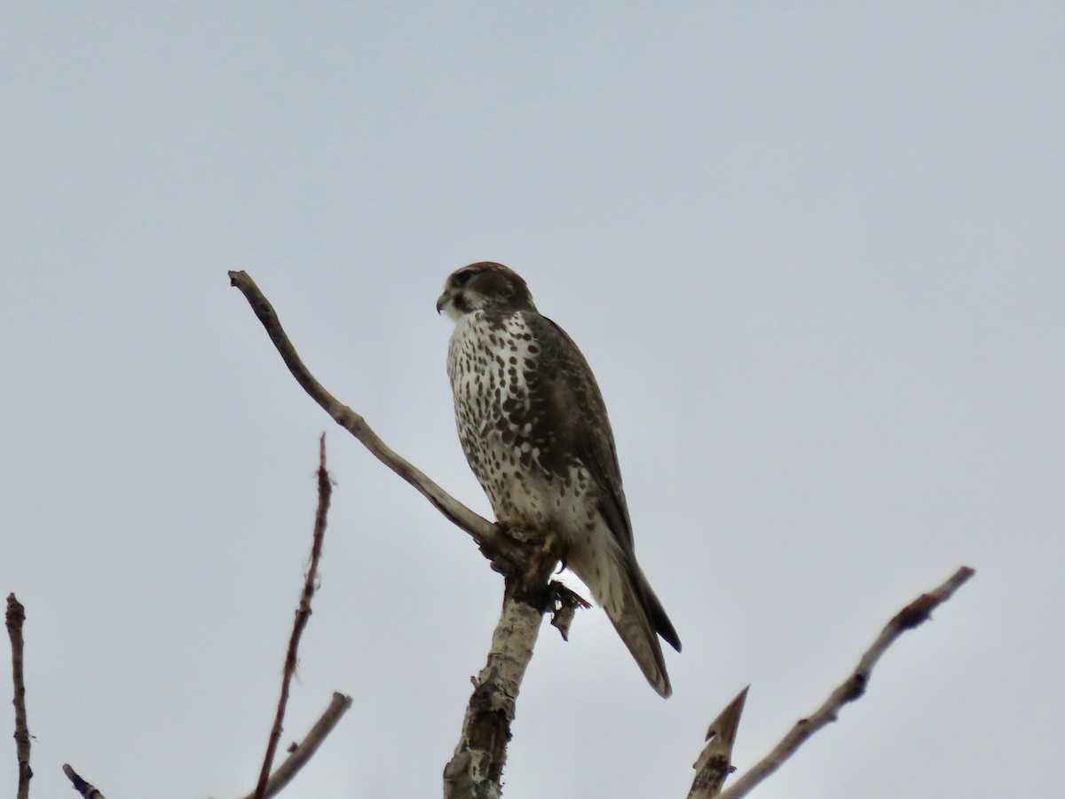 Prairie Falcon - ML645222927