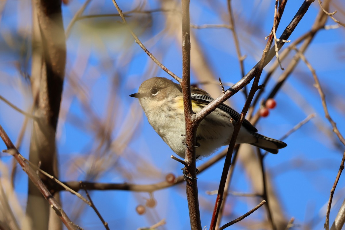 Yellow-rumped Warbler - ML645222931