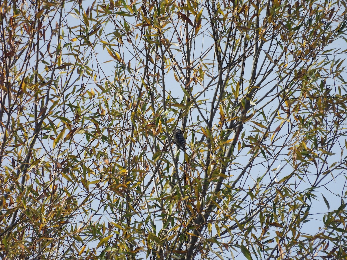 Lesser Spotted Woodpecker - ML645222935