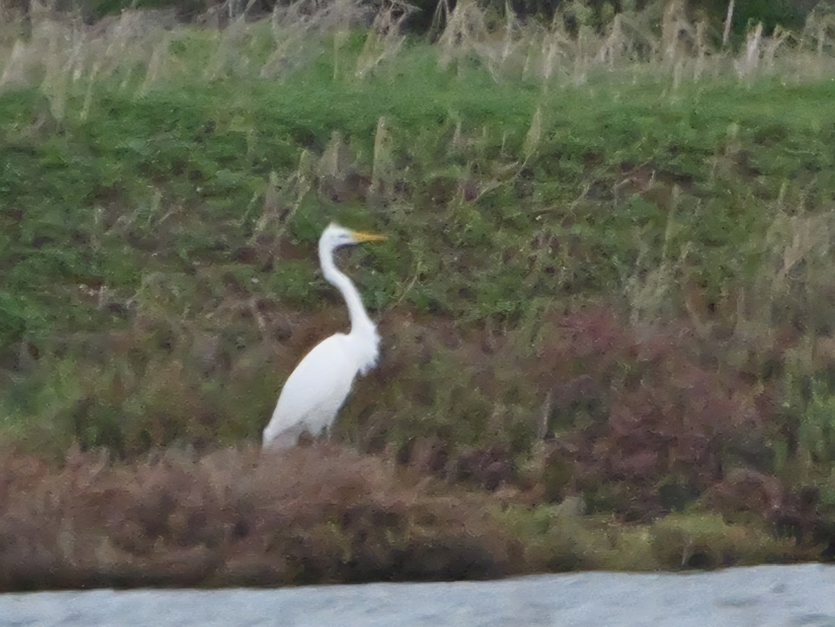 Koartza zuria - ML645222936