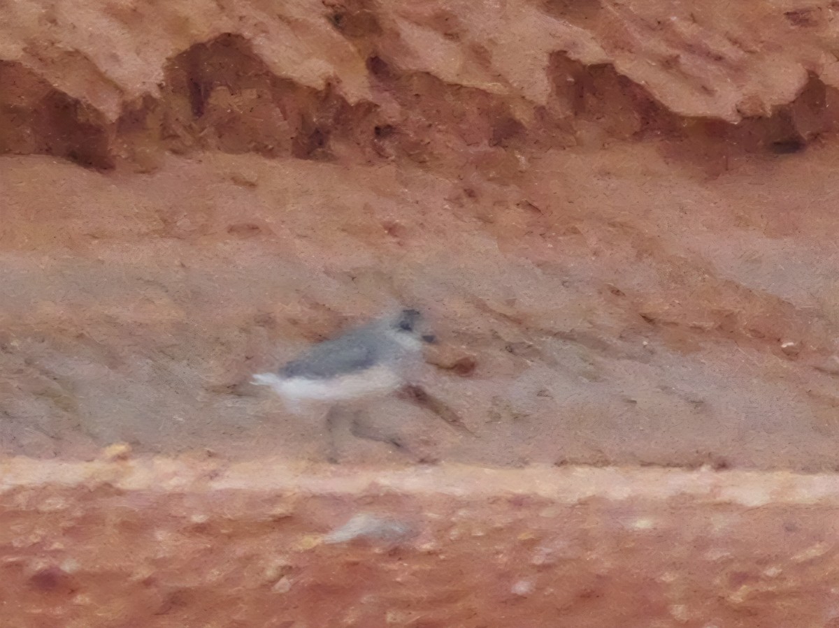 ダイゼン - ML645222952