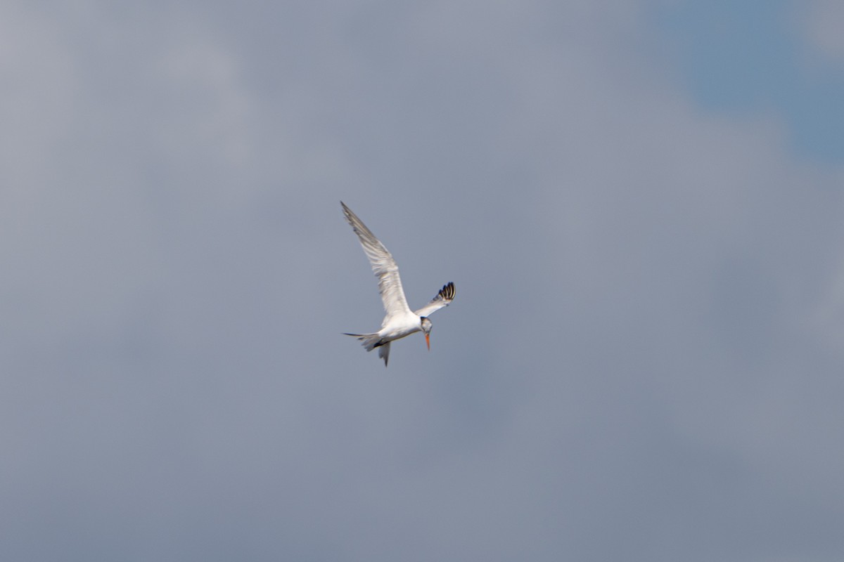Royal Tern - ML645222954