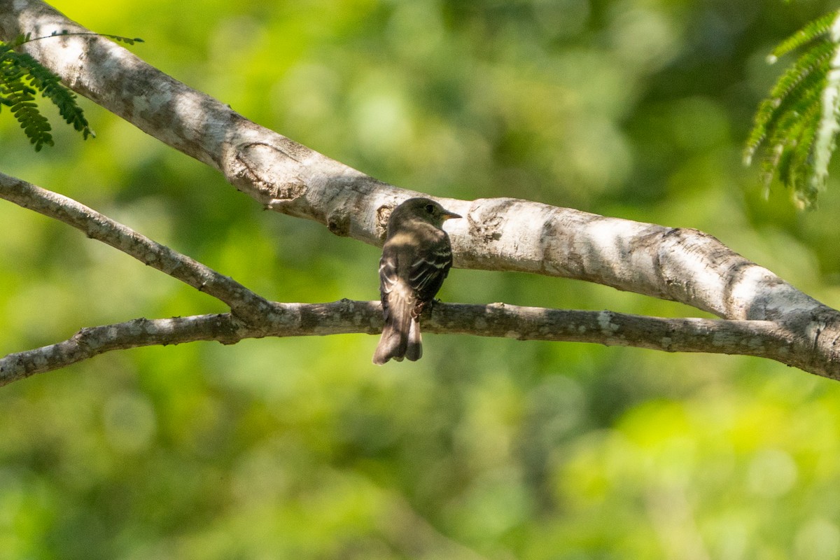 Eastern Wood-Pewee - ML645222969