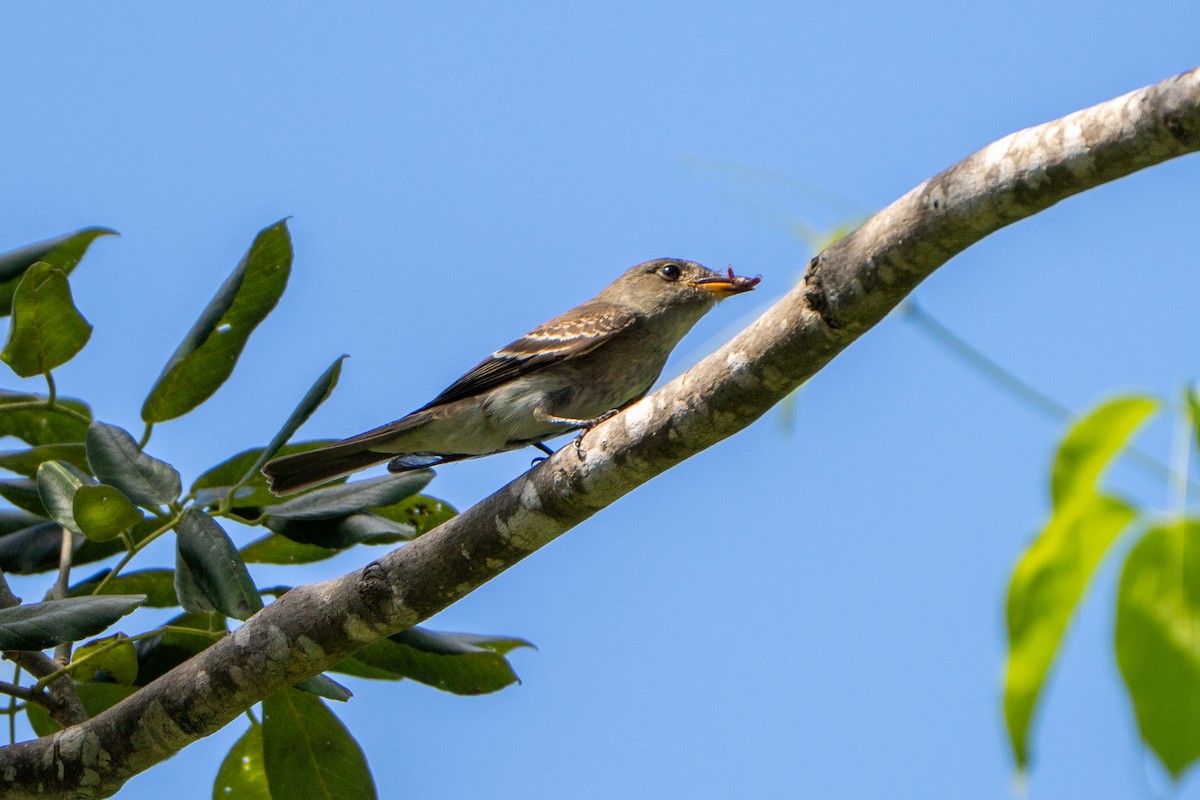 Eastern Wood-Pewee - ML645222970