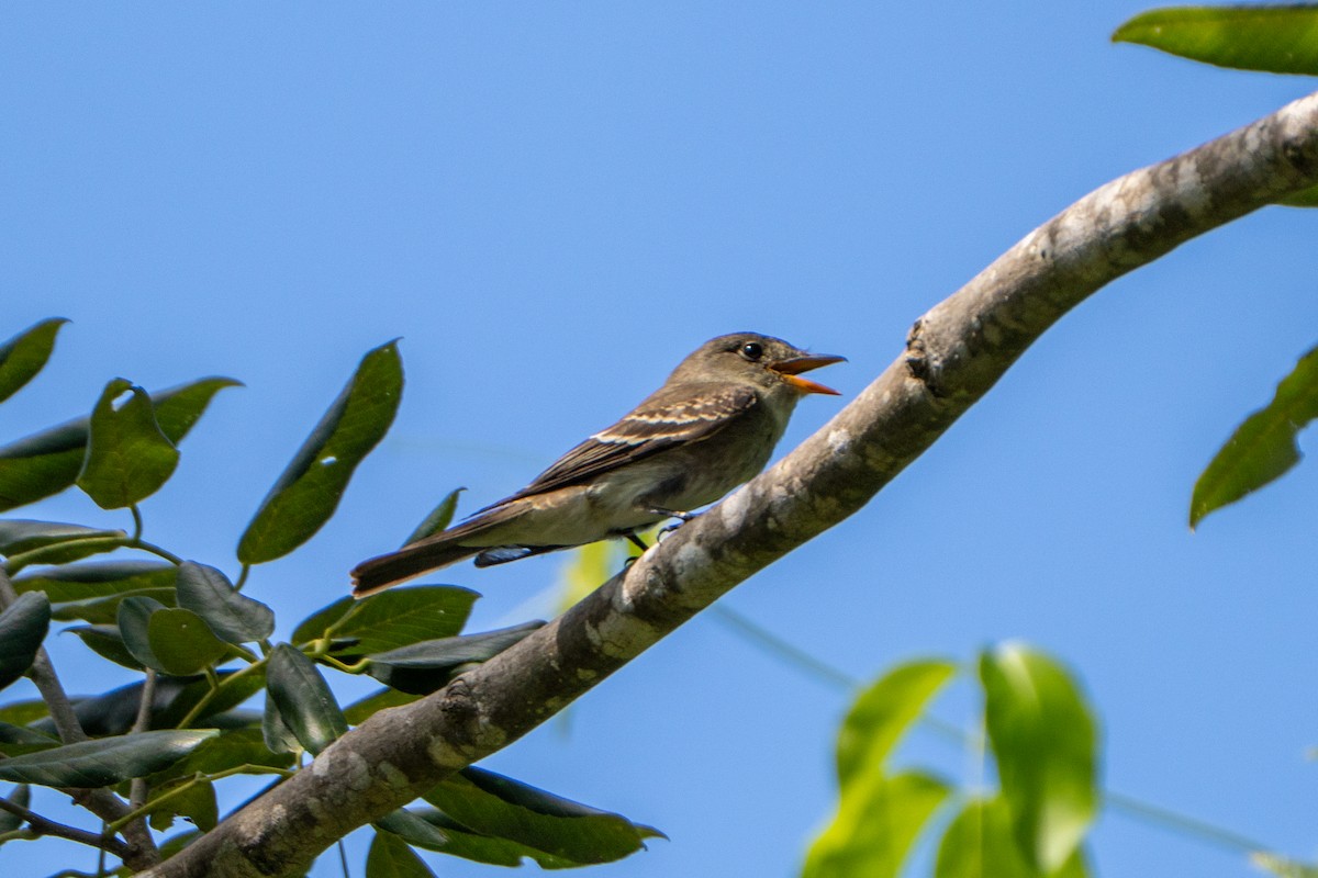 Eastern Wood-Pewee - ML645222971