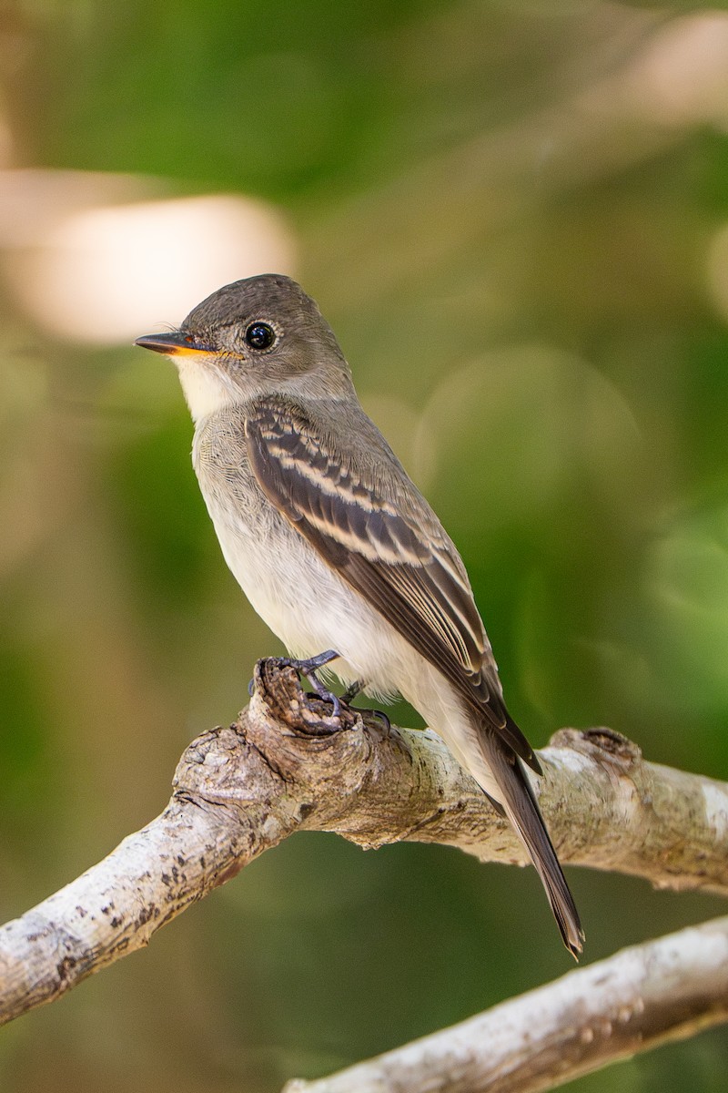 Eastern Wood-Pewee - ML645222972
