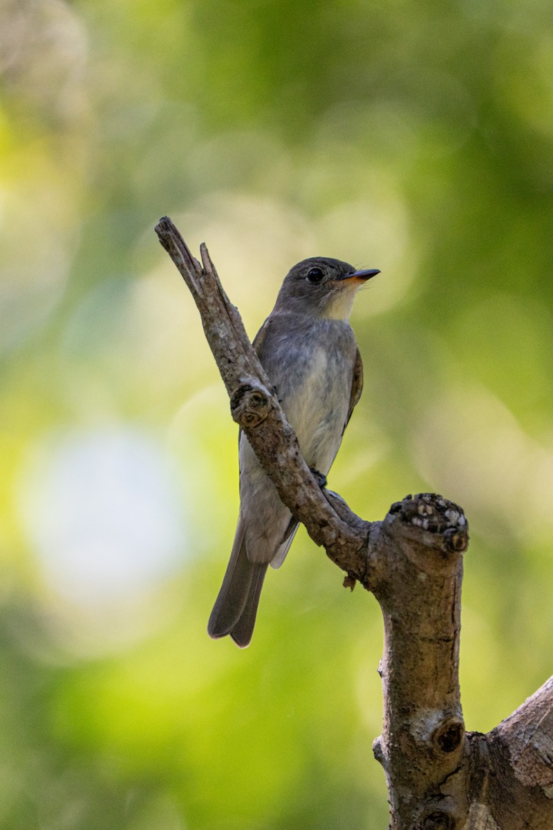 Eastern Wood-Pewee - ML645222973