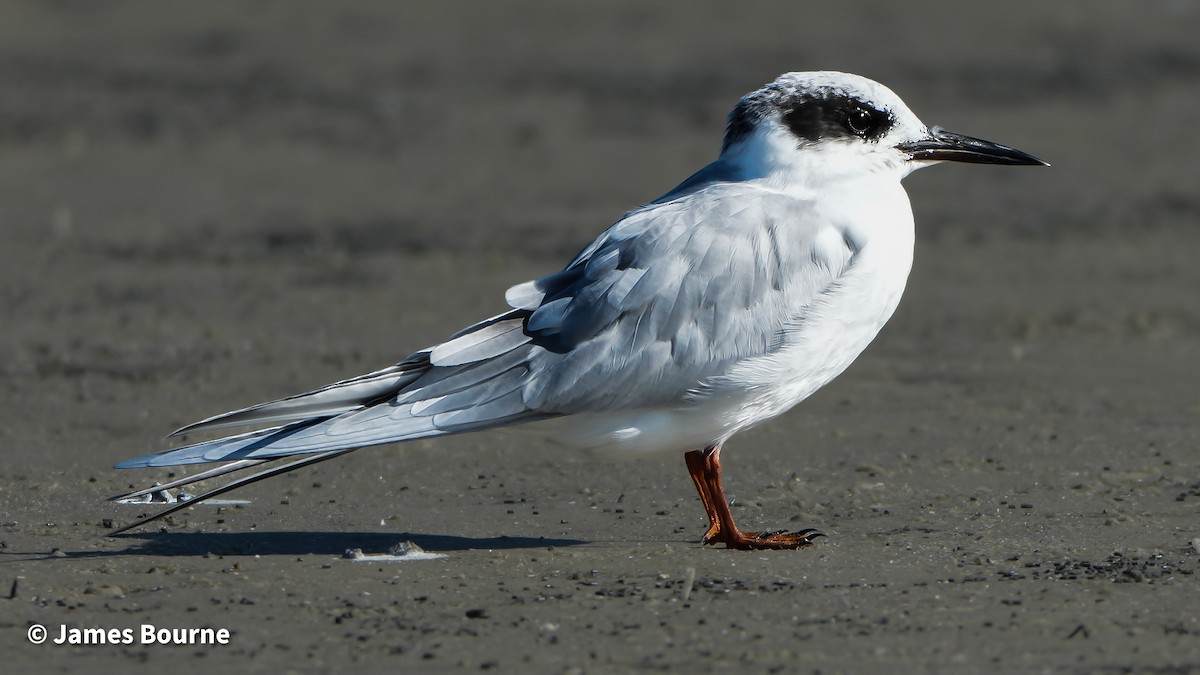 Forster's Tern - ML645222977