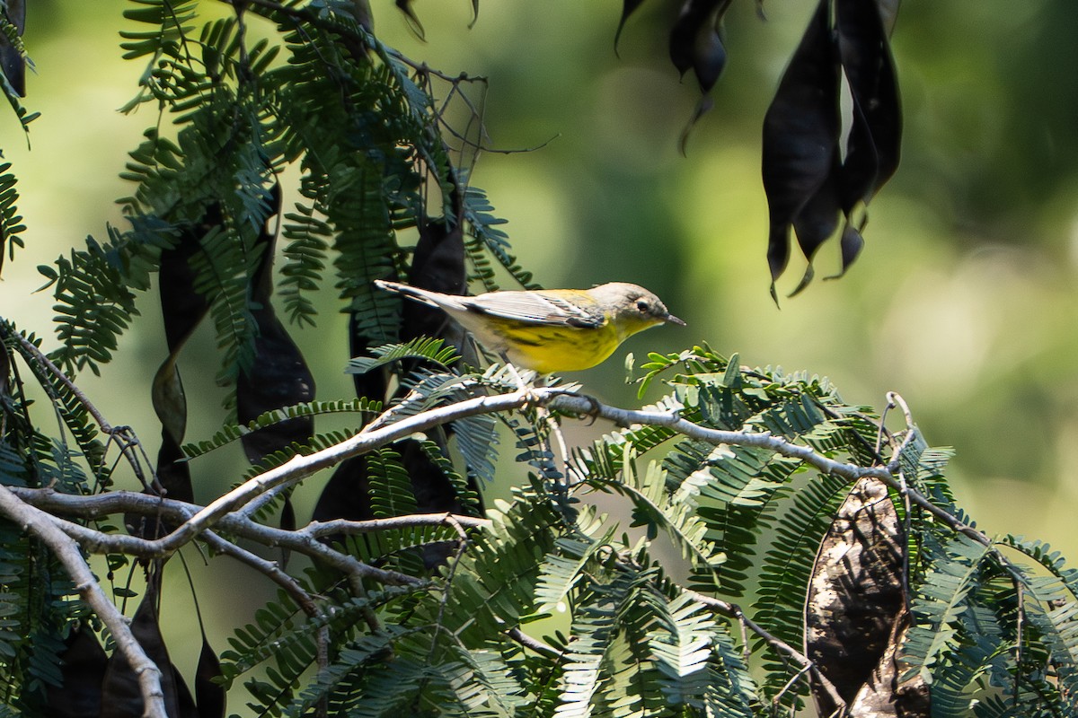 Magnolia Warbler - ML645222978