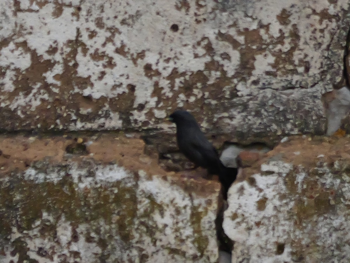 Einfarbstar - ML645222979