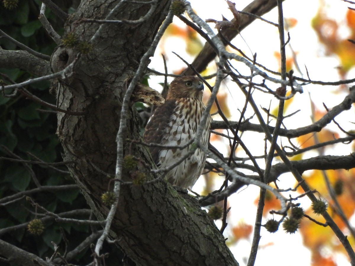 Cooper's Hawk - ML645222980