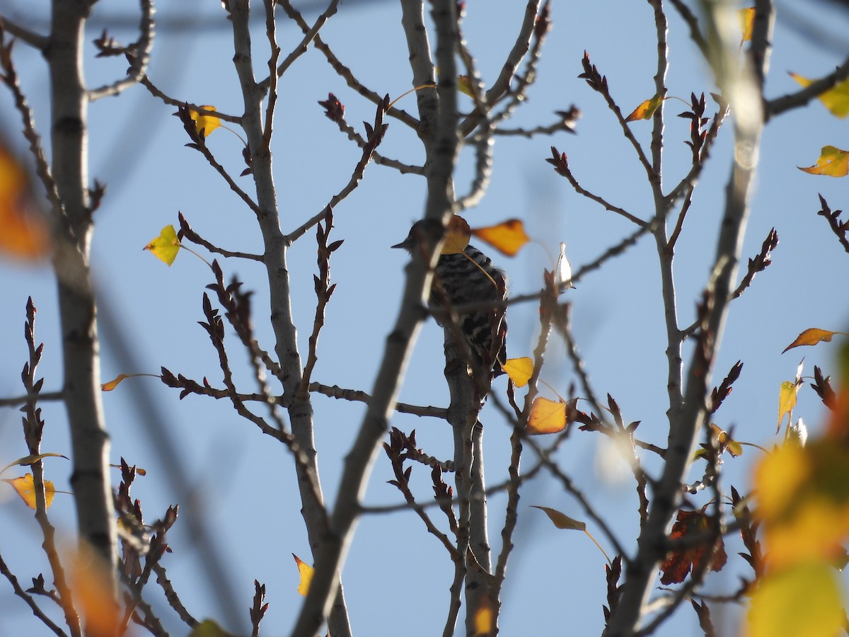 Lesser Spotted Woodpecker - ML645222982