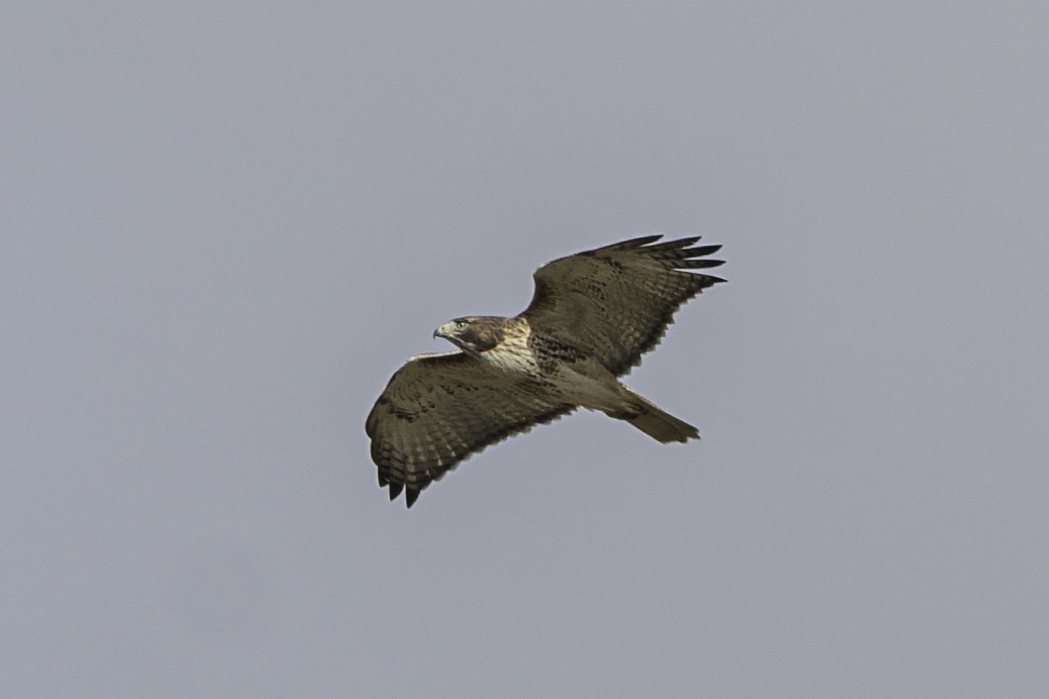 Red-tailed Hawk - ML645222983