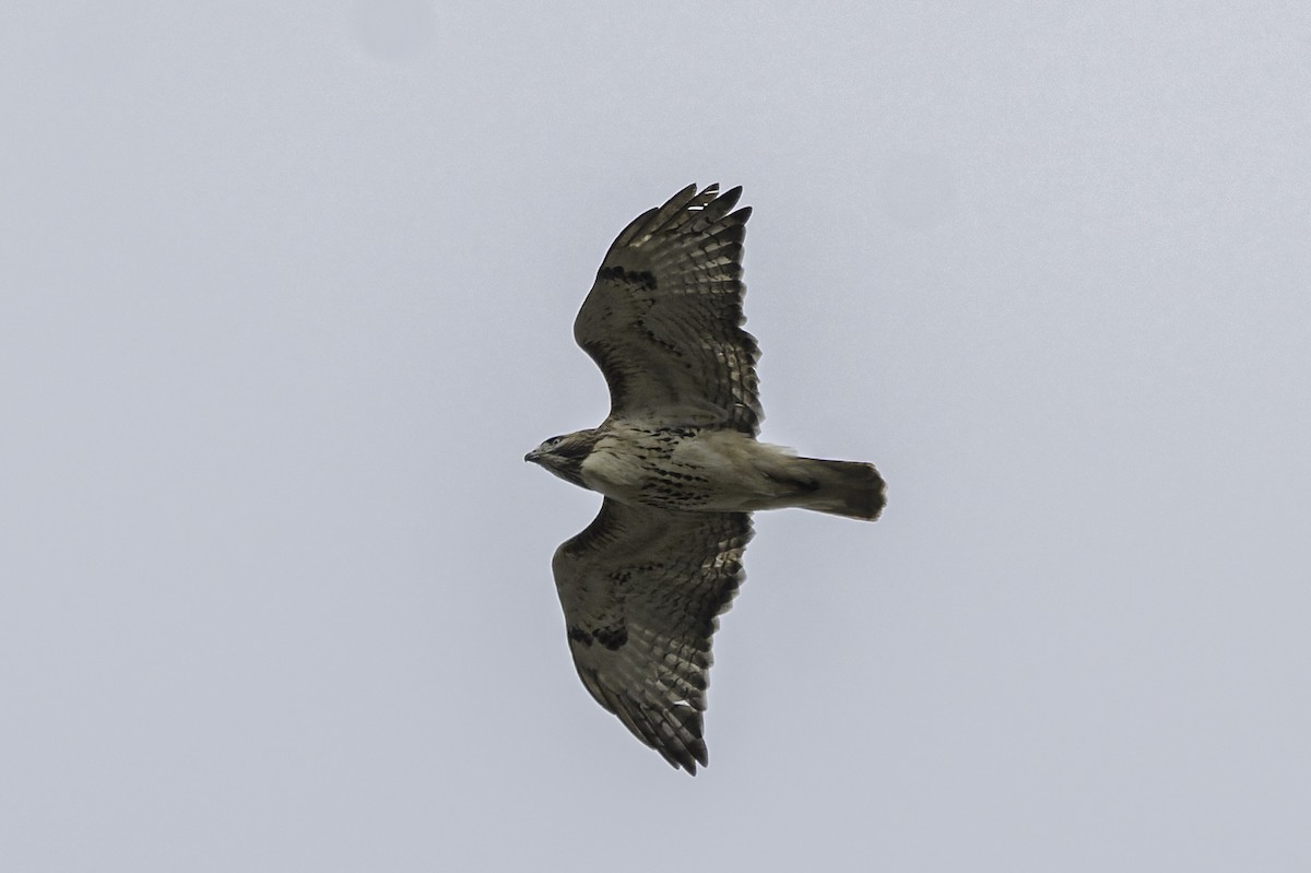 Red-tailed Hawk - ML645222984