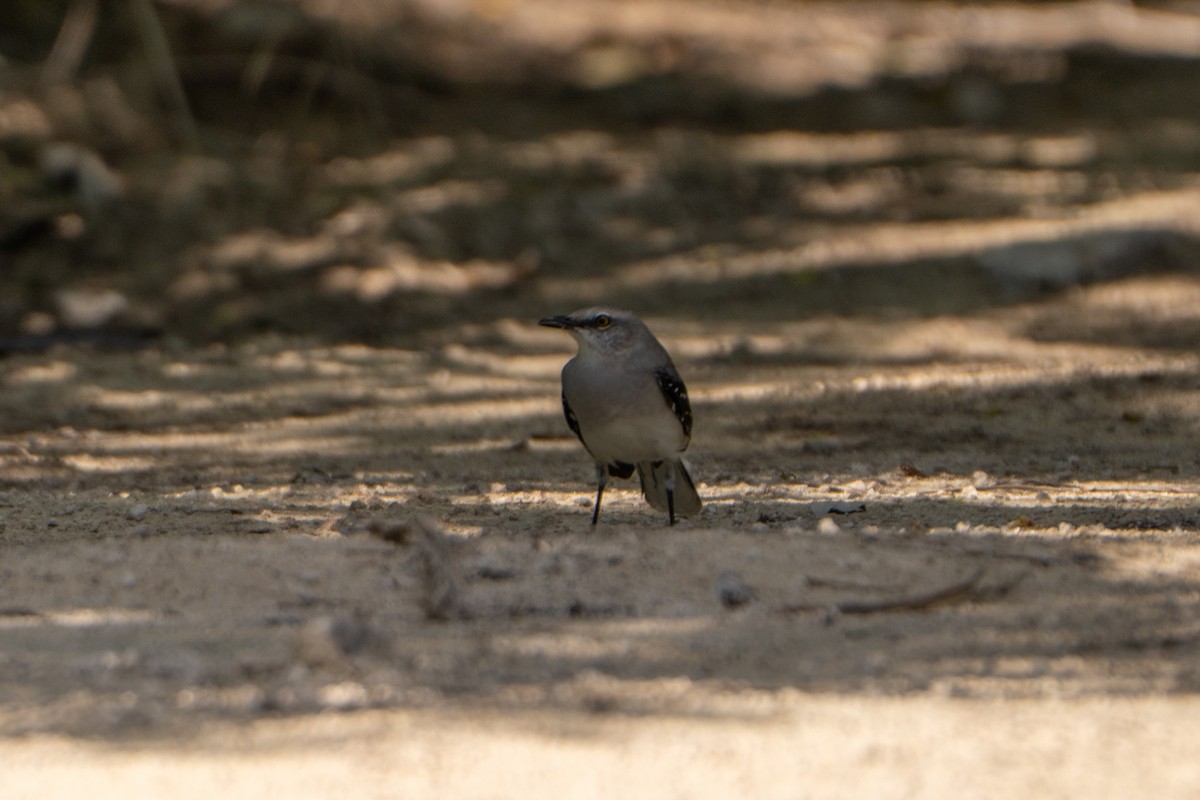 Tropikal Taklitçi - ML645222989