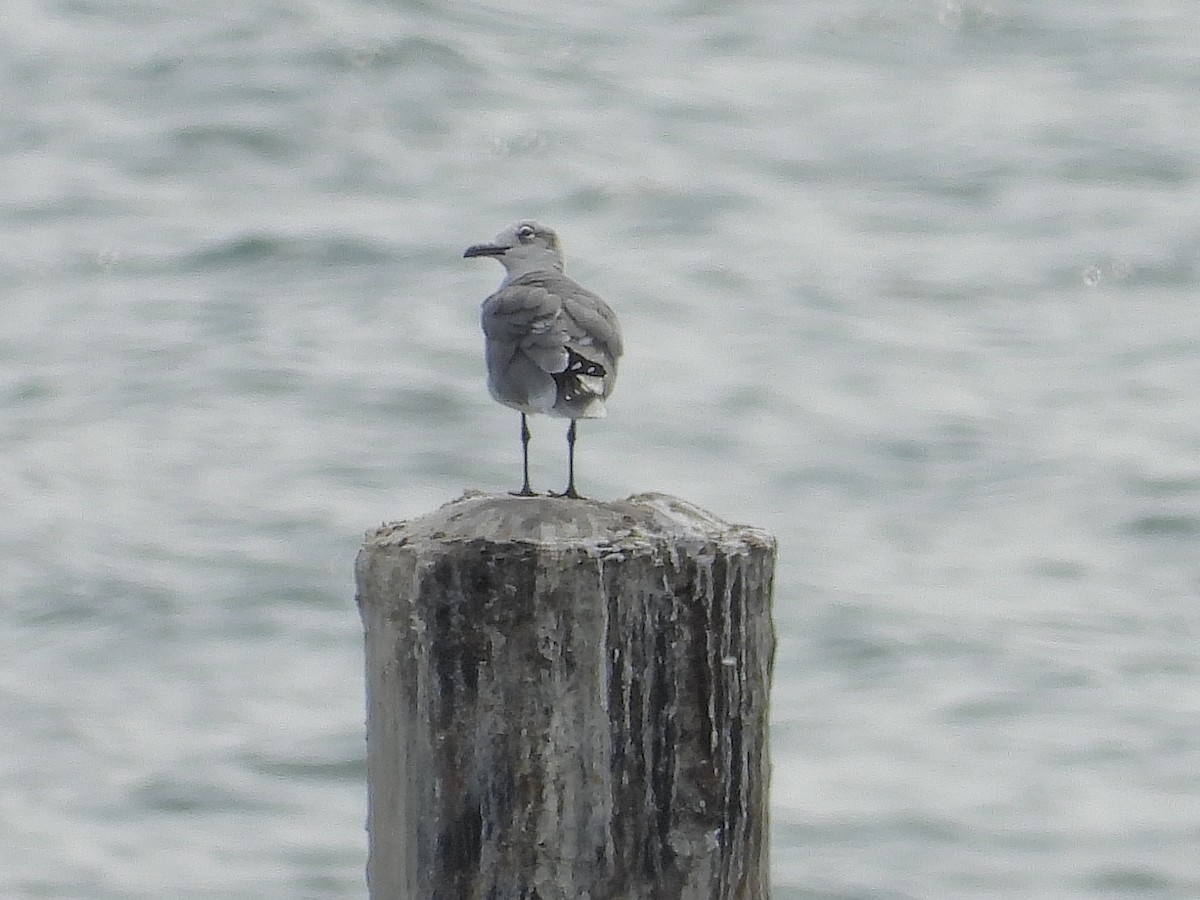 Ацтекская чайка - ML645223010