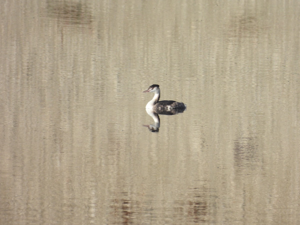 Great Crested Grebe - ML645223015