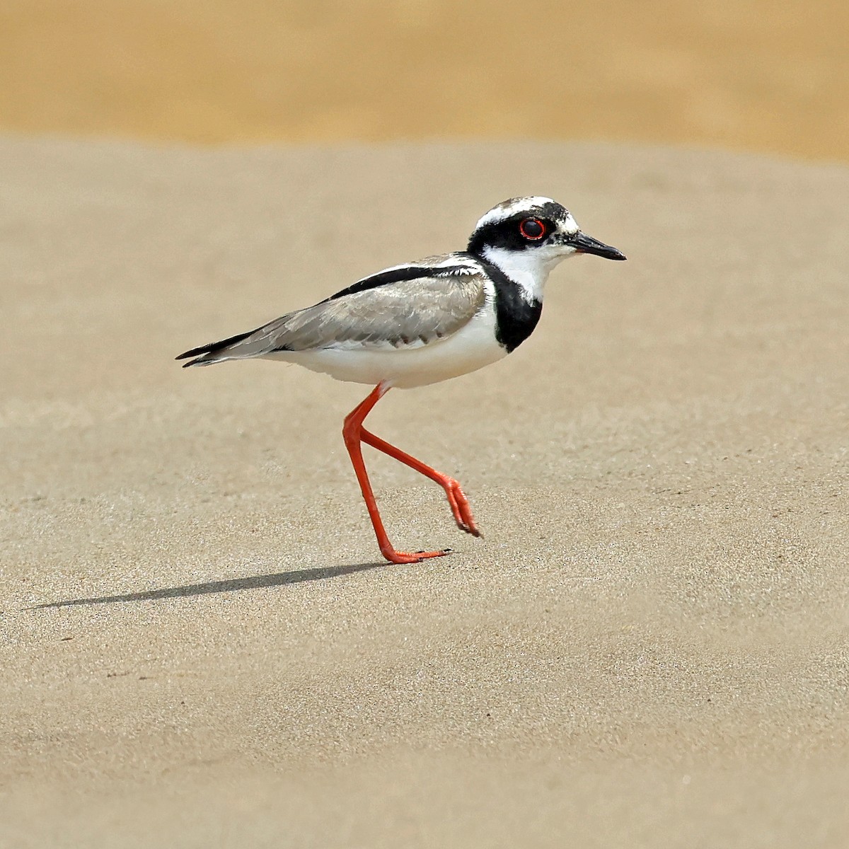 Pied Plover - ML645223017