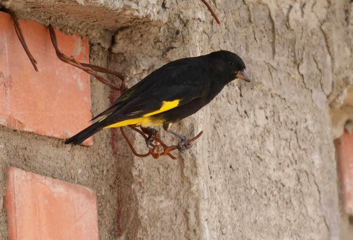 Schwarzzeisig - ML645223041