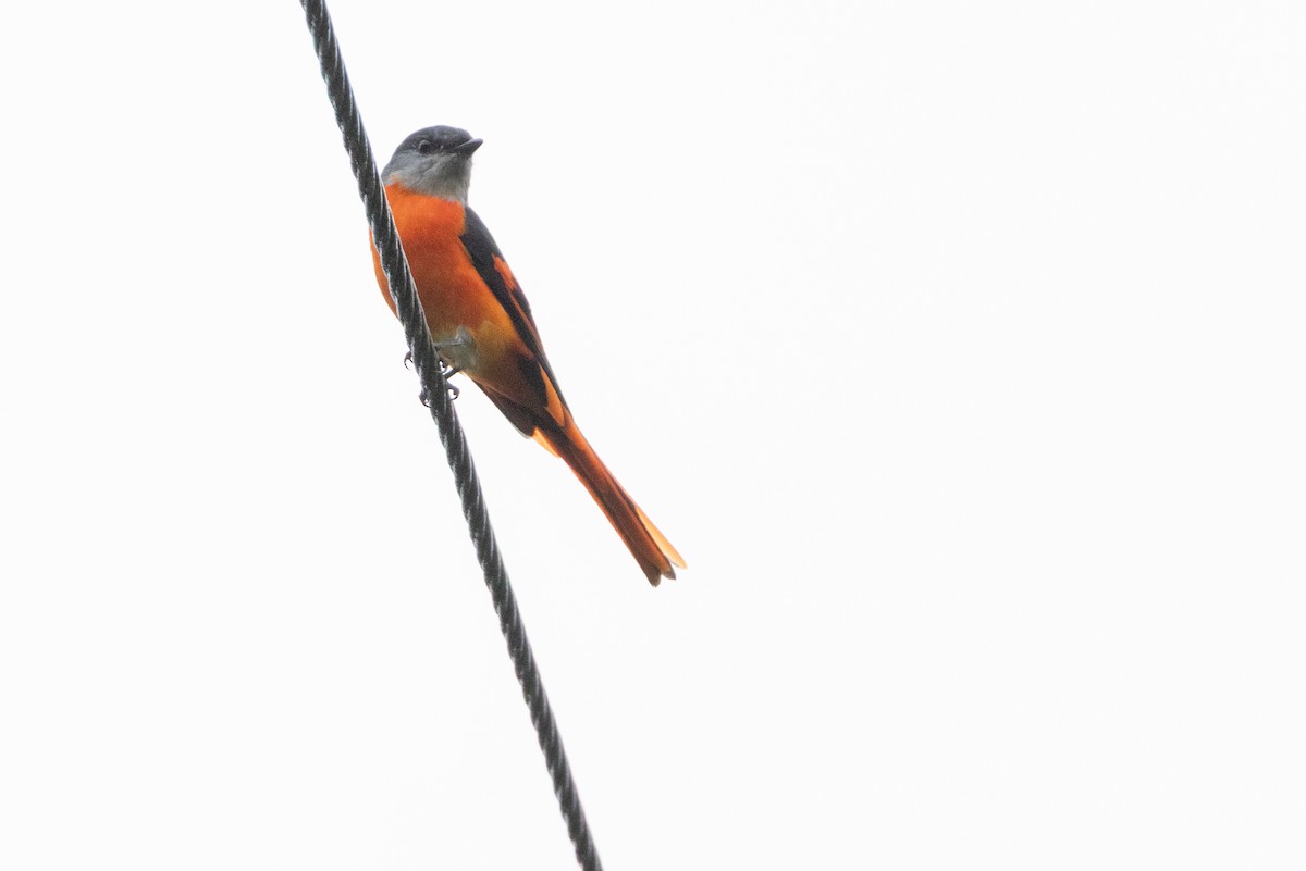 Личинкоїд сірощокий - ML645223046