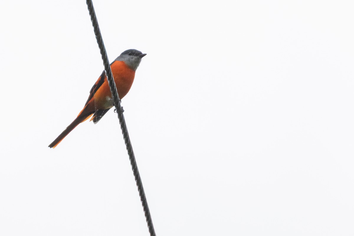 Личинкоїд сірощокий - ML645223047