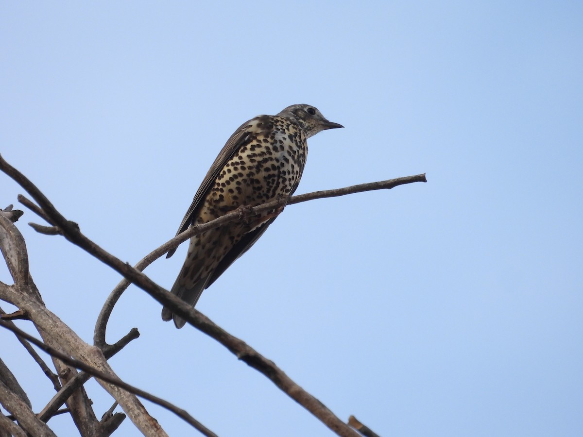 drozd brávník - ML645223052