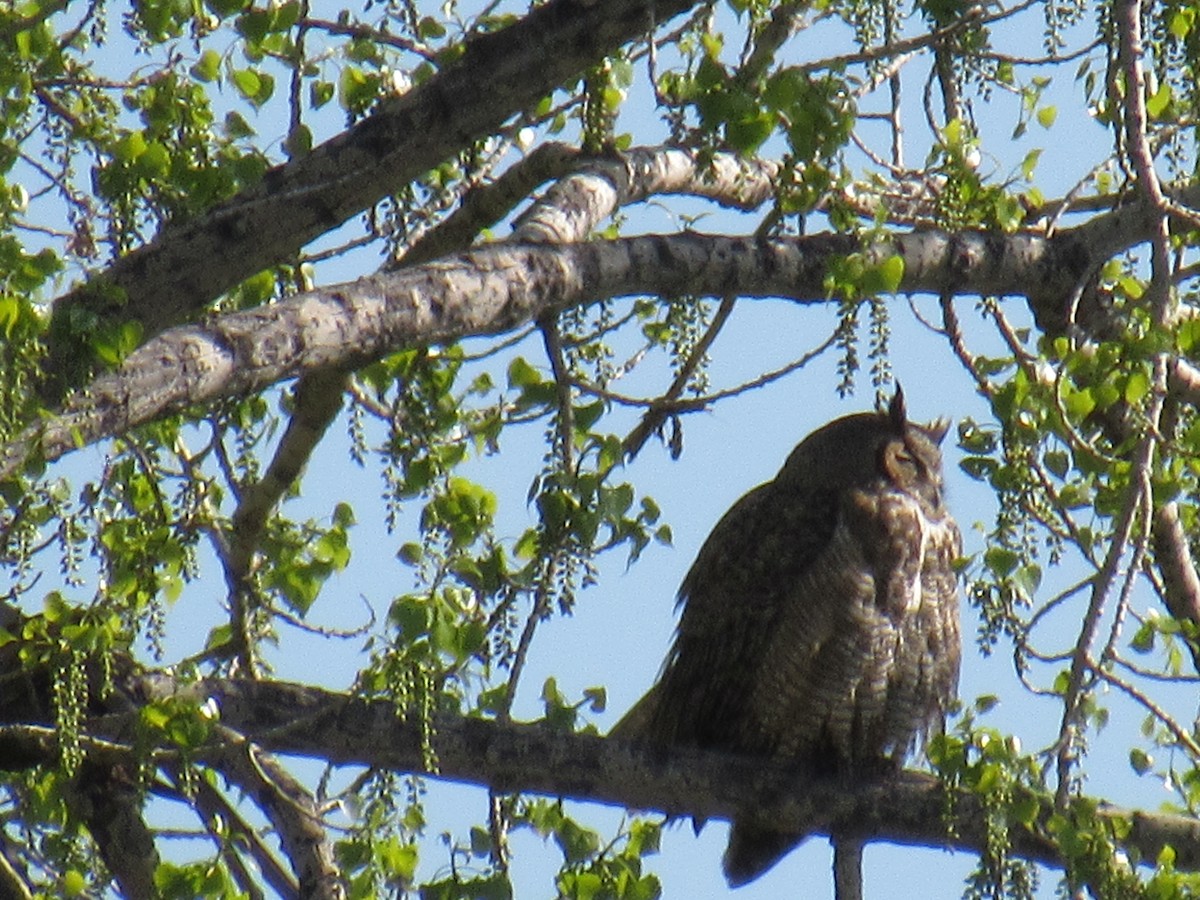 Great Horned Owl - ML645223075