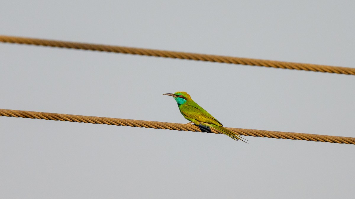 Arabian Green Bee-eater - ML645223076